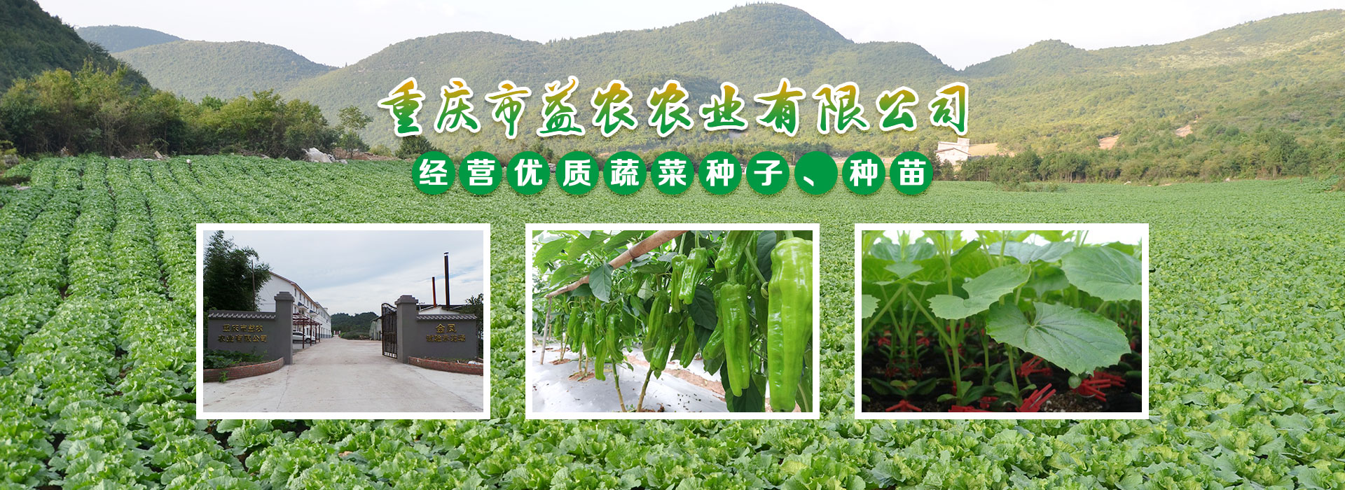 金鳳品比試驗及育苗基地，位于重慶市九龍坡區金鳳鎮虎峰村，建設規模40畝，總投資300余萬元。育苗場在市農科院蔬菜花卉研究所的技術支撐下，開展蔬菜新品種繁育、新品種的品比試驗、示范及篩選工作。并開展苦瓜、茄子、番茄、西瓜種苗的培育育及嫁接工作。